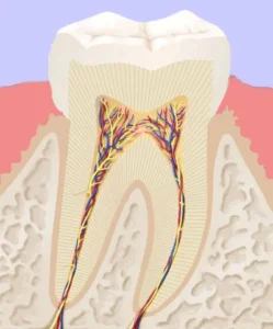 Illustration vom Querschnitt eines gesunden Zahns